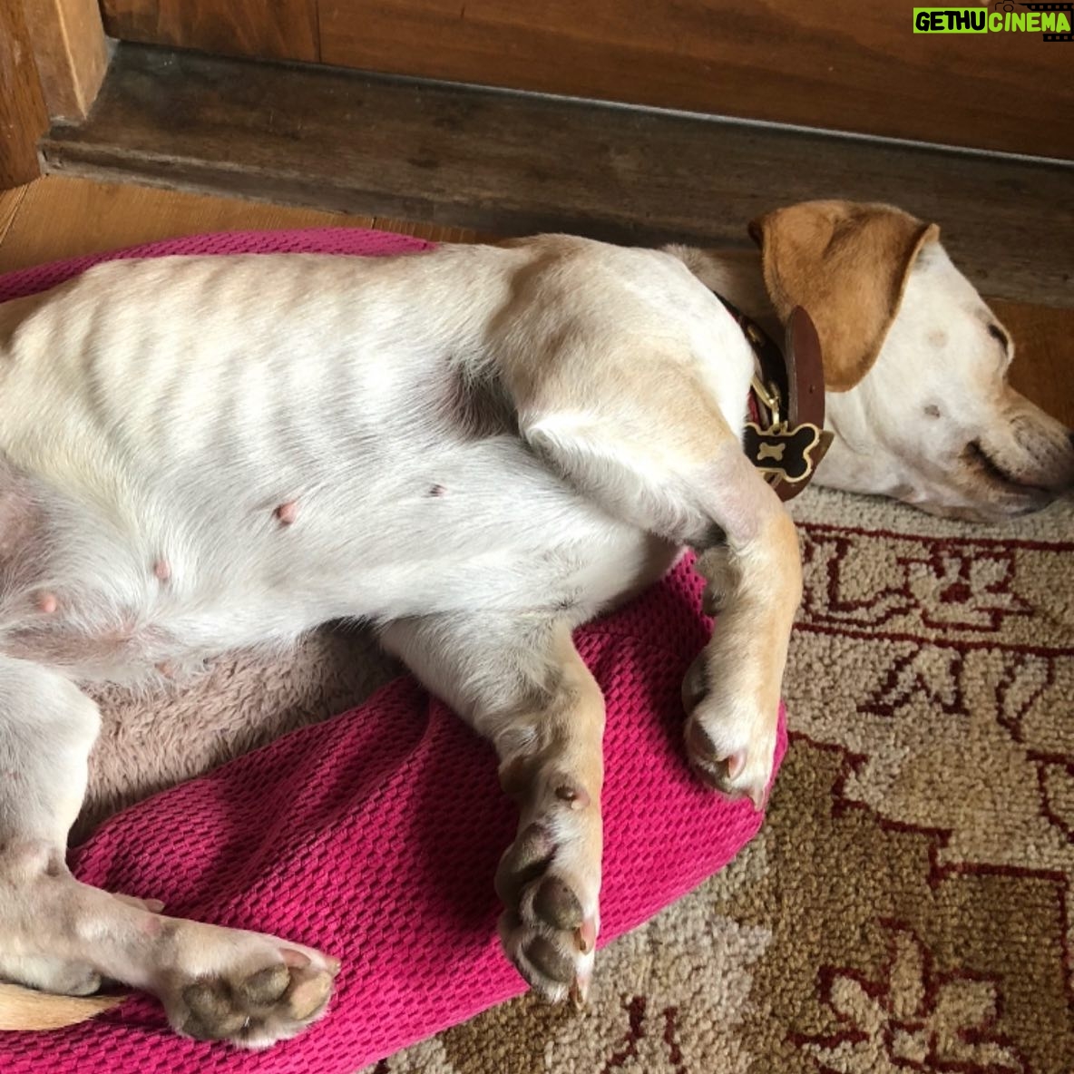 Jaime Bergman - 1.9K Likes - Look at her now! The good lord put me in the right spot to scoop her up when she was hit by a car. I will never forget that rainy day. Clearly a stray that had puppies. My husband is the BEST willing to pay for her medical bills, and give her all that was needed to keep her alive. Gucci... expensive, but loved. Happy anniversary bringing you unexpectedly into our home, but so worth it.