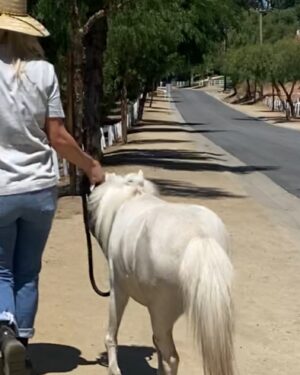 Jaime Bergman Instagram - Happy Trails 🤠 #notmine #yet #mightnotreturn #minihorse #dolly