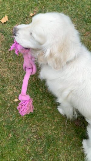 Jaime Cantizano Instagram - Dámela #duna #goldenretriever