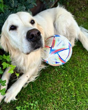Jaime Cantizano Instagram - No puede jugar con ella y se ha rendido… #duna #goldenretriever #gol