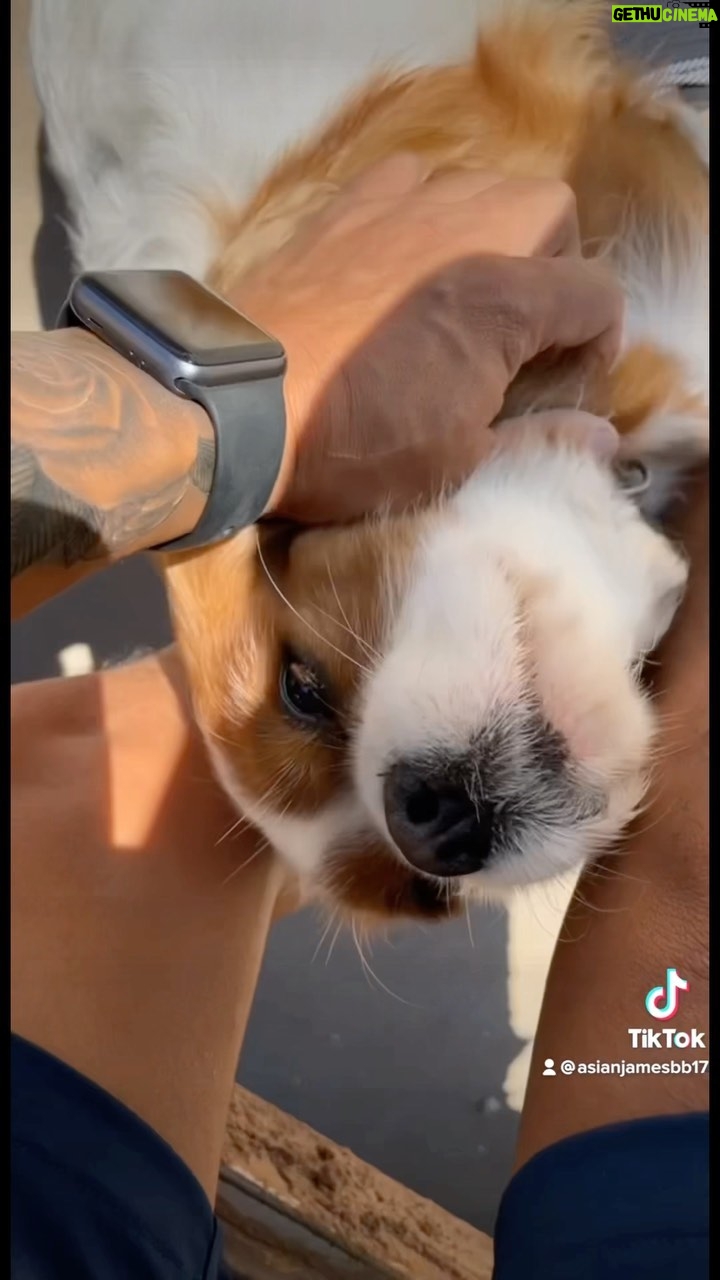 James Huling - 1.2K Likes - Life of a Fed Ex driver. This is probably why your packages are late. 😆 🚚📦 🐶 #fedex #internationaldogday #texas #topgun #dogsofinstagram