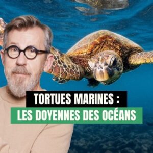 Jamy Gourmaud Instagram - Présentes depuis l’ère des dinosaures, les tortues risquent-elles de s’éteindre à cause de l’activité humaine ? 😮 

Découvrons ensemble leurs incroyables facultés et les menaces auxquelles elles sont confrontées 🐢
.
.
.
@wwffrance #Epicurieux #Jamy #vulgarisation #culturegenerale #nature #environnement #animaux #WWF #tortue