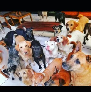 Jana Lee Hamblin Instagram - Hey you guys…

I was just introduced to @animalloverescue center in Costa Rica, which needs urgent help!! ✅ 

It’s a non-profit no-kill charitable shelter that takes care of 450 dogs and 350 cats!! (In addition to sheep, goats, geese, ducks, horses, and others!) 1200 animals in 
total! 🐕 🐈 

Most of them came to the center after being mistreated, wounded, paralyzed, or abandoned.

The rescue center was funded by the hotel “Lands of Love,” which stopped receiving guests from the middle of March 2020 as a result of the pandemic. 
That means they have no funds to keep the shelter running… their dogs and cats and the rest of the animals run the risk of getting to the point of starvation and eventually of being released to the 
streets. 

Please do what you can to donate to this amazing organization.
Link is in my bio 🔝.

Please help the 1200 animals survive.

You can also click here for donations:
http://animal love.cr/donations/ins

Merry merry and happy happy… 2022.