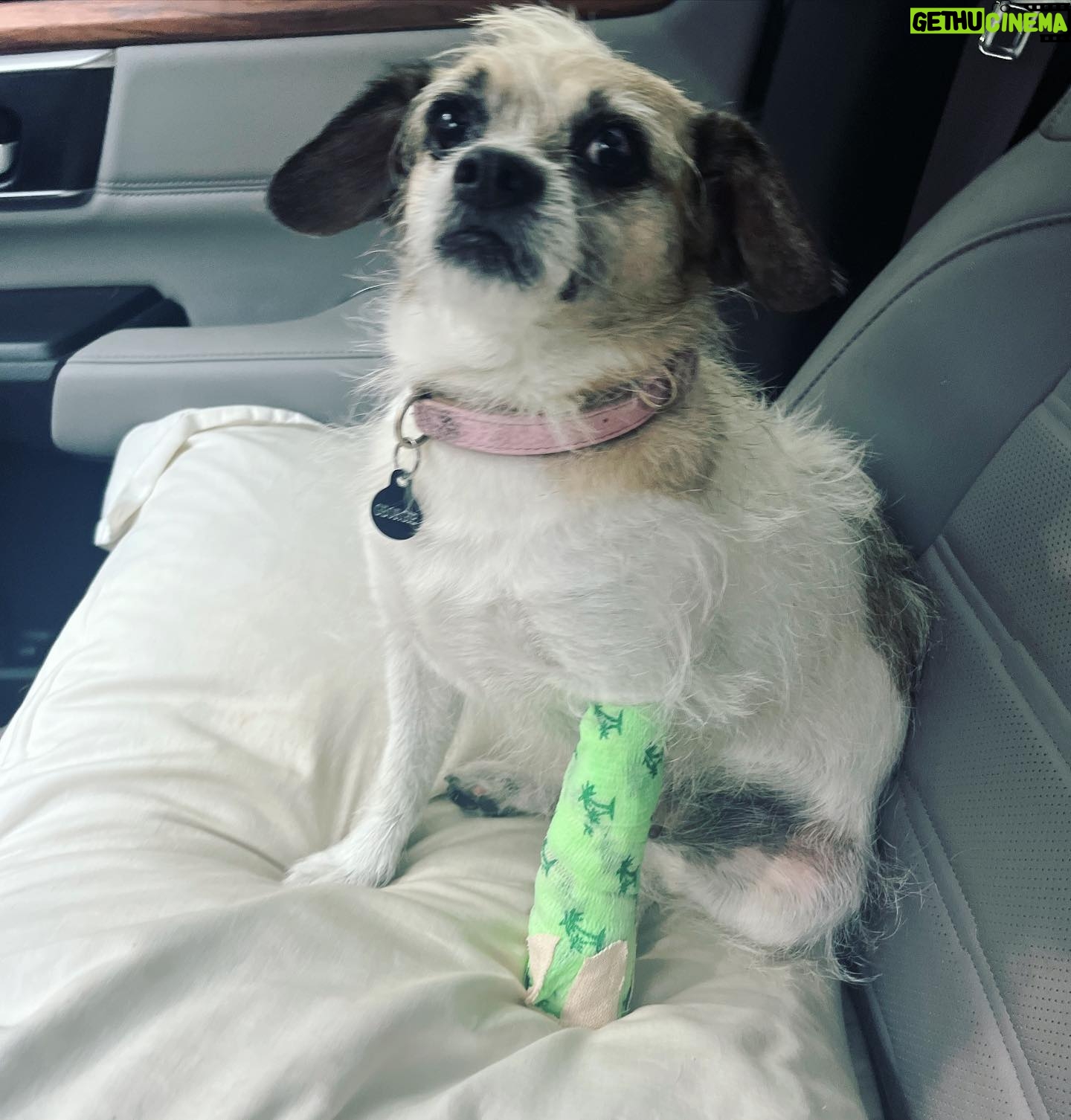Jana Lee Hamblin - 440 Likes - Georgie had an accident yesterday - she chewed her cast off today. Oh, my darling… so much drama. ♥️