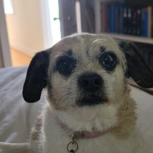 Jana Lee Hamblin Instagram - In loving memory of My sweetest angel Georgie.
My beloved.
My rascal. My best pal.
The best girl.

Georgie was tragically hit by a car 2 nights ago.
She died in my arms at 11:30pm while I was singing her “Georgous is so Gorgeous “ song.

I am devastated.
This loss will never be filled. 

You will be missed my Georgie Girl. Every day. All day long.
I hope you have lots of squeaky toys and balls to play with where you are now.
You are my truest love.