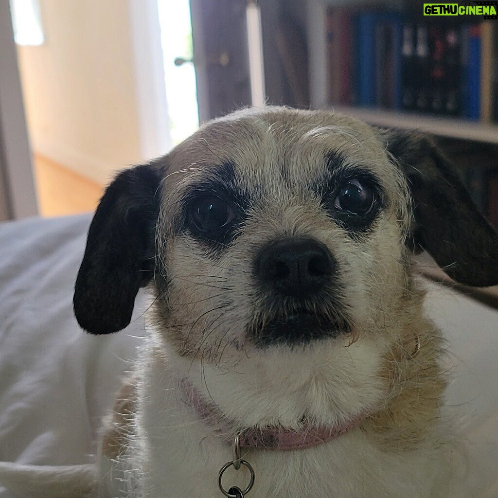 Jana Lee Hamblin - 635 Likes - In loving memory of My sweetest angel Georgie.
My beloved.
My rascal. My best pal.
The best girl.
Georgie was tragically hit by a car 2 nights ago.
She died in my arms at 11:30pm while I was singing her “Georgous is so Gorgeous “ song.
I am devastated.
This loss will never be filled.
You will be missed my Georgie Girl. Every day. All day long.
I hope you have lots of squeaky toys and balls to play with where you are now.
You are my truest love.