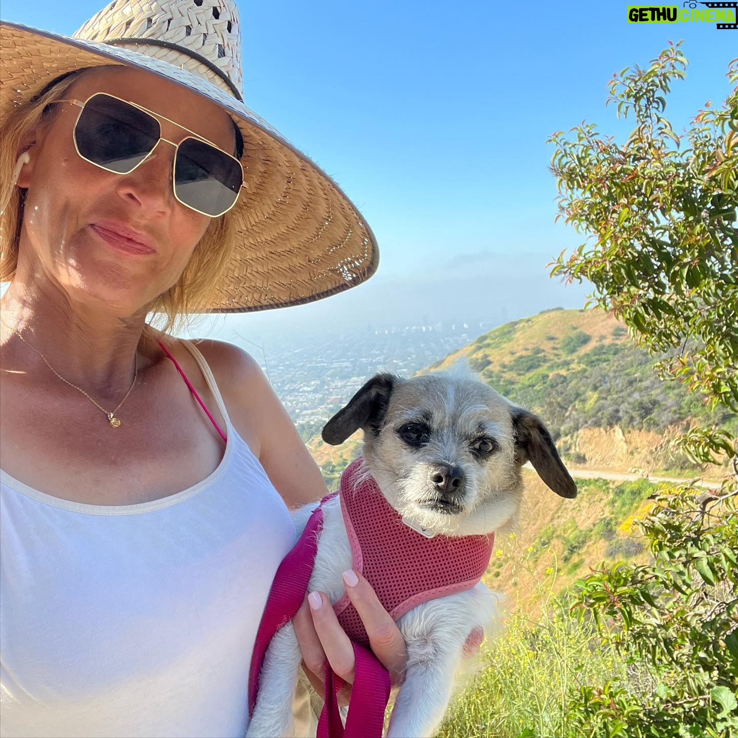 Jana Lee Hamblin - 635 Likes - In loving memory of My sweetest angel Georgie.
My beloved.
My rascal. My best pal.
The best girl.
Georgie was tragically hit by a car 2 nights ago.
She died in my arms at 11:30pm while I was singing her “Georgous is so Gorgeous “ song.
I am devastated.
This loss will never be filled.
You will be missed my Georgie Girl. Every day. All day long.
I hope you have lots of squeaky toys and balls to play with where you are now.
You are my truest love.