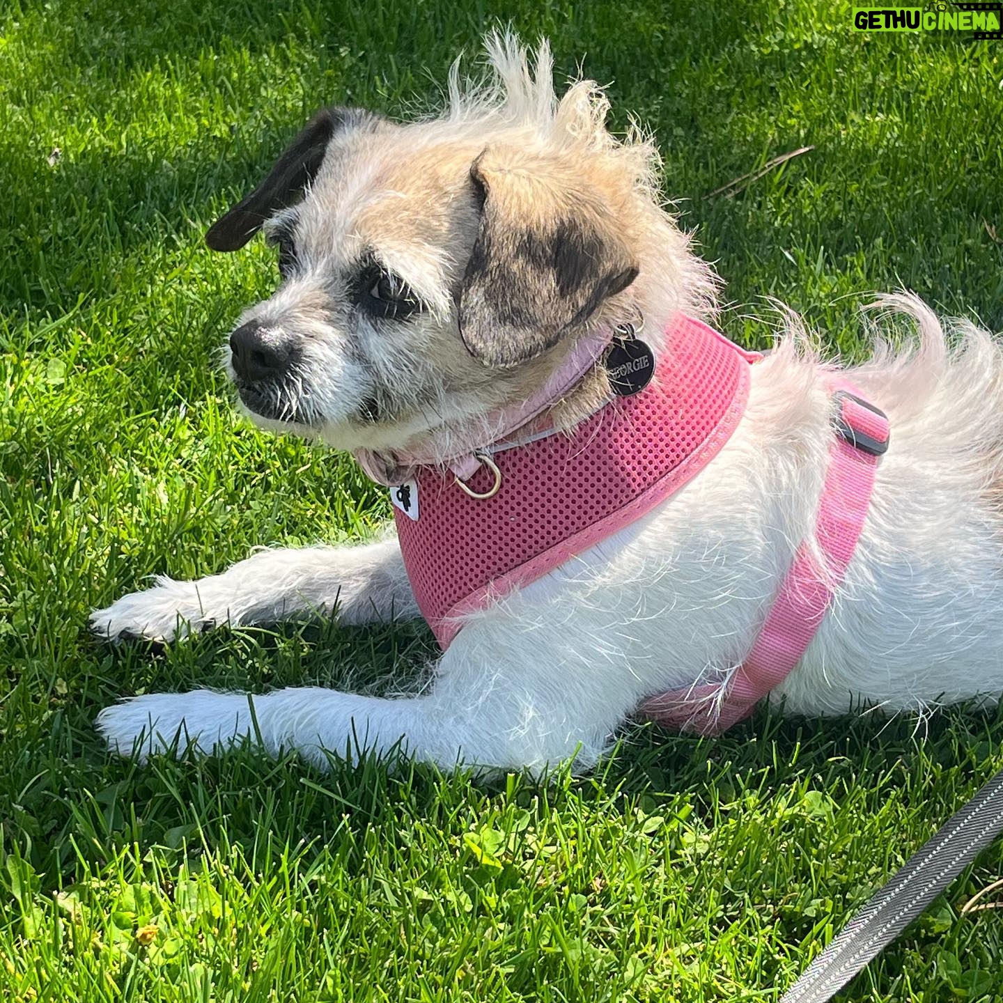 Jana Lee Hamblin - 635 Likes - In loving memory of My sweetest angel Georgie.
My beloved.
My rascal. My best pal.
The best girl.
Georgie was tragically hit by a car 2 nights ago.
She died in my arms at 11:30pm while I was singing her “Georgous is so Gorgeous “ song.
I am devastated.
This loss will never be filled.
You will be missed my Georgie Girl. Every day. All day long.
I hope you have lots of squeaky toys and balls to play with where you are now.
You are my truest love.