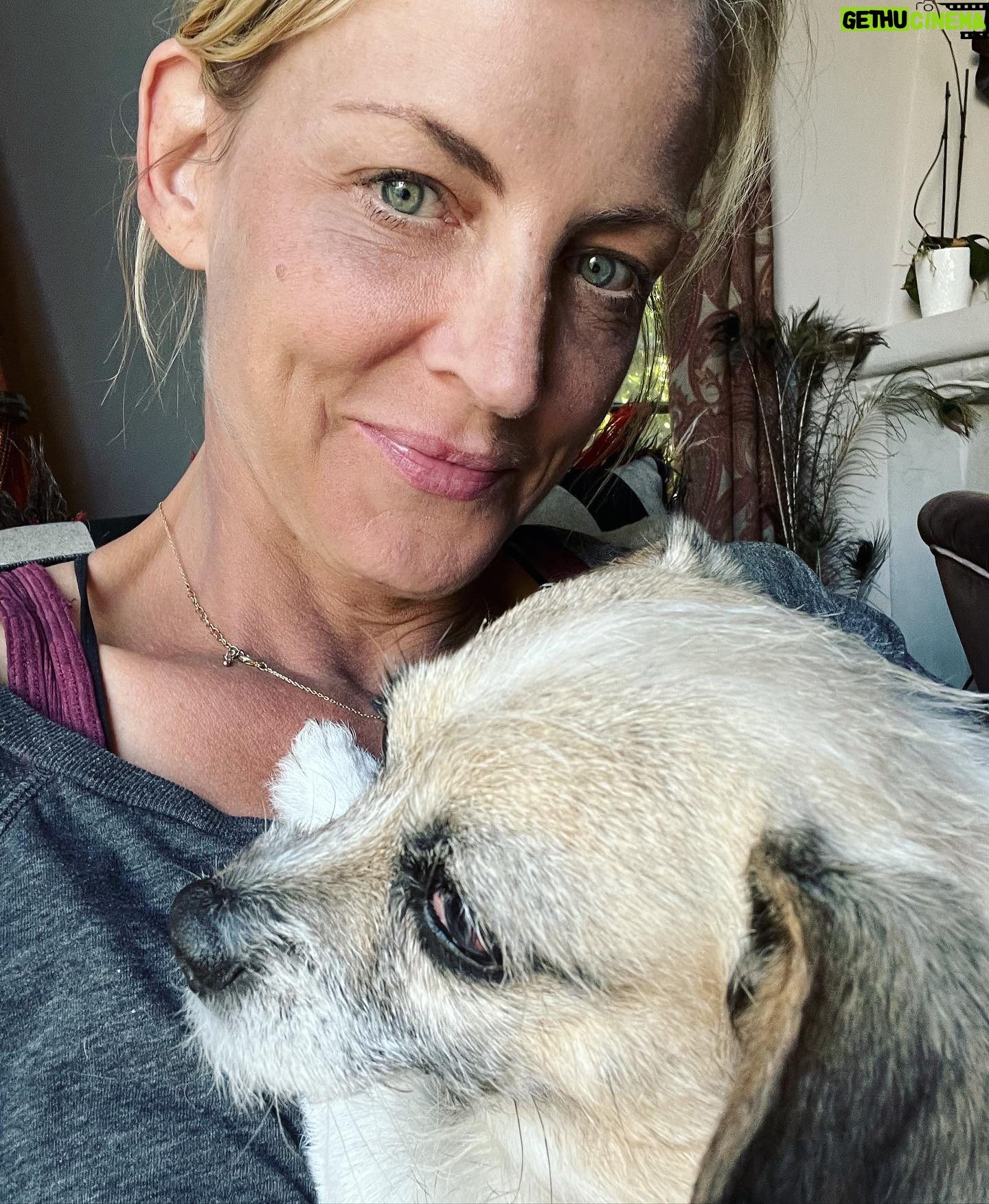 Jana Lee Hamblin - 431 Likes - TᕼIᔕ GIᖇᒪ...
How am I supposed to ever get any work done??
#loveofmylife #rescueismyfavoritebreed #rescuedogsofinstagram #rescuepup #adoptdontshop❤️ #georgie #scrappy #angelheart #love