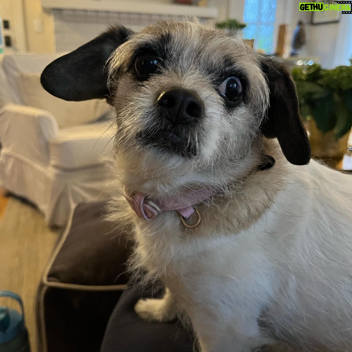 Jana Lee Hamblin - 635 Likes - In loving memory of My sweetest angel Georgie.
My beloved.
My rascal. My best pal.
The best girl.
Georgie was tragically hit by a car 2 nights ago.
She died in my arms at 11:30pm while I was singing her “Georgous is so Gorgeous “ song.
I am devastated.
This loss will never be filled.
You will be missed my Georgie Girl. Every day. All day long.
I hope you have lots of squeaky toys and balls to play with where you are now.
You are my truest love.