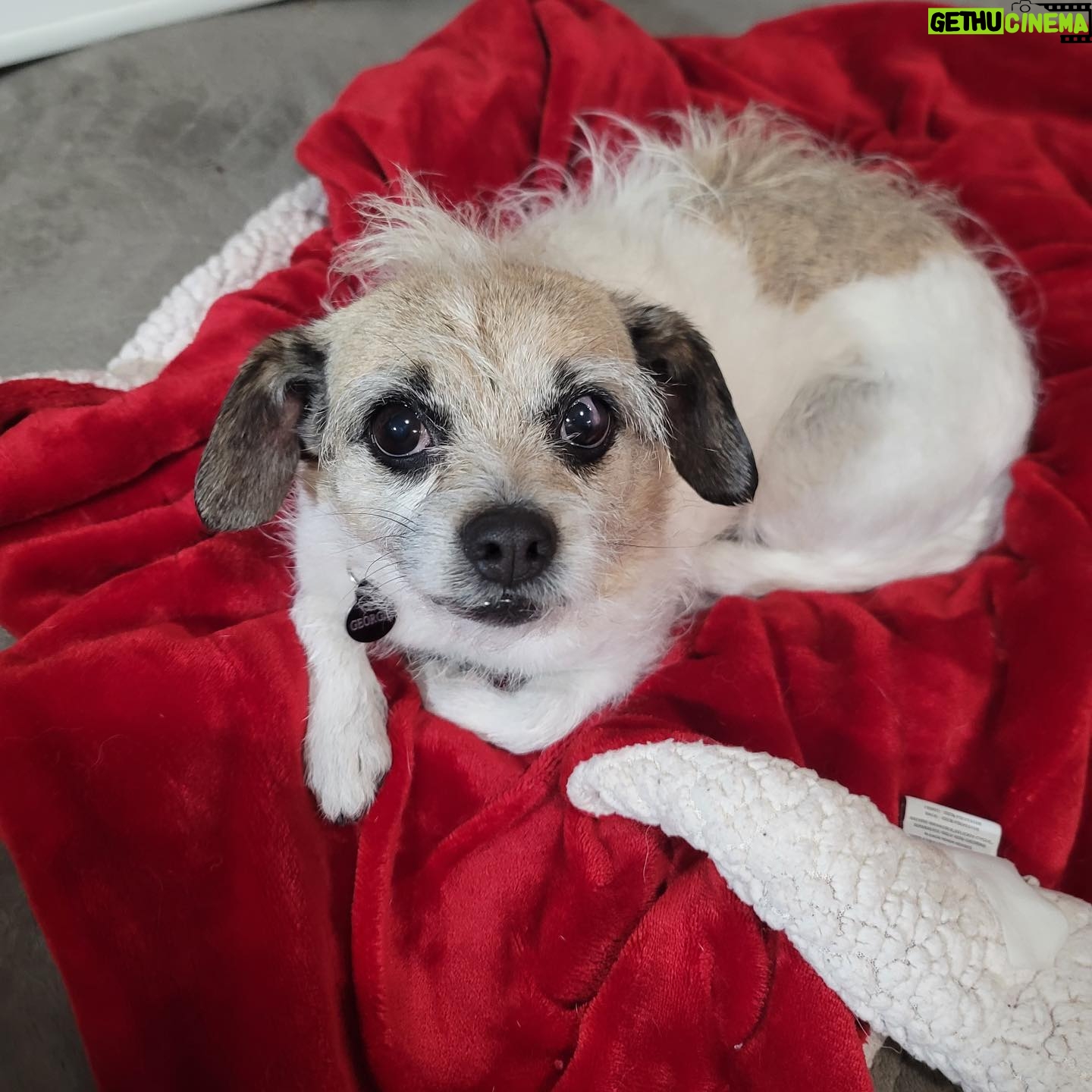 Jana Lee Hamblin - 635 Likes - In loving memory of My sweetest angel Georgie.
My beloved.
My rascal. My best pal.
The best girl.
Georgie was tragically hit by a car 2 nights ago.
She died in my arms at 11:30pm while I was singing her “Georgous is so Gorgeous “ song.
I am devastated.
This loss will never be filled.
You will be missed my Georgie Girl. Every day. All day long.
I hope you have lots of squeaky toys and balls to play with where you are now.
You are my truest love.