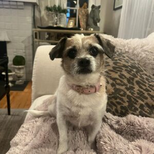 Jana Lee Hamblin Instagram - In loving memory of My sweetest angel Georgie.
My beloved.
My rascal. My best pal.
The best girl.

Georgie was tragically hit by a car 2 nights ago.
She died in my arms at 11:30pm while I was singing her “Georgous is so Gorgeous “ song.

I am devastated.
This loss will never be filled. 

You will be missed my Georgie Girl. Every day. All day long.
I hope you have lots of squeaky toys and balls to play with where you are now.
You are my truest love.