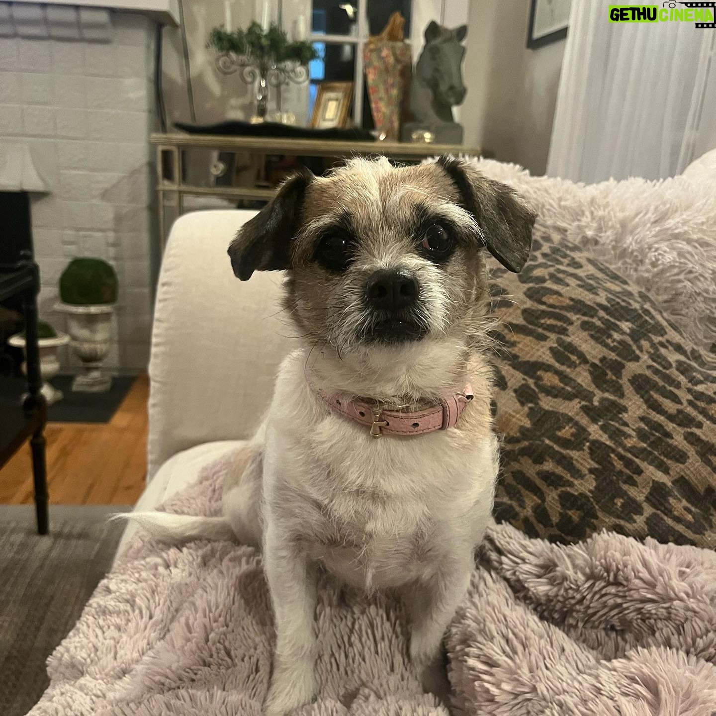 Jana Lee Hamblin - 635 Likes - In loving memory of My sweetest angel Georgie.
My beloved.
My rascal. My best pal.
The best girl.
Georgie was tragically hit by a car 2 nights ago.
She died in my arms at 11:30pm while I was singing her “Georgous is so Gorgeous “ song.
I am devastated.
This loss will never be filled.
You will be missed my Georgie Girl. Every day. All day long.
I hope you have lots of squeaky toys and balls to play with where you are now.
You are my truest love.