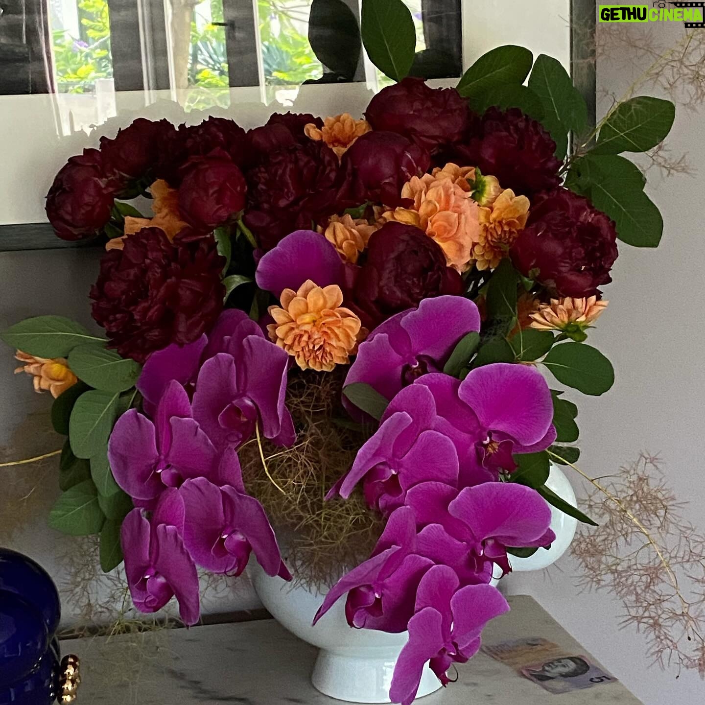 Jane Badler - 0.9K Likes - Happy Holidays everyone… today is my 33rd anniversary. I feel astonished and blessed to have made it through the trials and tribulations of life with this special man by my side.. Thank you @strownix for creating so much beauty in my home.. Merry Christmas everyone so grateful for your love ❤️