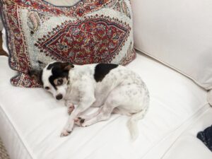 Jane Leeves Instagram - Pup number two. She's a bit of a mess, but oh how we love her... #Veronica #NationalDogDay