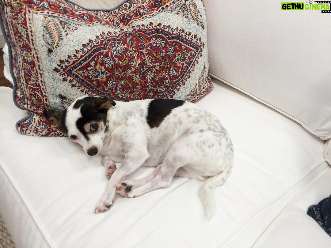 Jane Leeves - 593 Likes - Pup number two. She's a bit of a mess, but oh how we love her... #Veronica #NationalDogDay