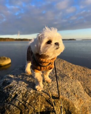 Janina Fry Instagram - Dusty toivottaa vielä hyvää koirien päivää täältä pienen kuvakavalkadin kera 🐶🍗💖💘