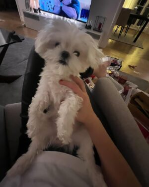 Janina Fry Instagram - Dusty toivottaa vielä hyvää koirien päivää täältä pienen kuvakavalkadin kera 🐶🍗💖💘