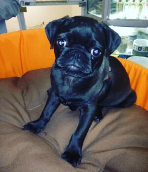 Jarry Instagram - Youpi mon chien, 10 ans ensemble, et en ce jour du 13 juillet tu as rejoint le ciel, je suis inconsolable, anéanti et si triste 🥲 Tu as été mon premier chien et tu resteras le seul ! Tu as assisté à mes premiers pas sur scène et mes premières répétitions avec @jeff_panacloc tu aboyais sur Jean Marc, tu as été là à la naissance des enfants que tu protégeais en dormant à côté d’eux, tes câlins quand j’avais peur, quand j’étais triste, quand j’étais heureux ! Tu as fait de la télé avec moi souvent @jeremymichalak @arthur_officiel et tu as toujours été extraordinaire. La douleur est si forte mais je suis heureux pour toi, les derniers mois étaient plus difficiles mon Youpi…tu vas me manquer…j’ai pas les mots ..je t’aime ❤️❤️❤️❤️