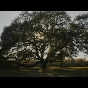Jason David Frank Instagram - Jason used poetry to express his feelings. He made many poems throughout his life and he shared them with the world. This poem “Branches” was written and performed by him in 2020. #ripjdf #ripjasondavidfrank #jasondavidfrank #poetry #spokentruth #jdfspokentruth #jasondavidfrankpoems #jdfffn