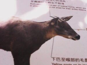 Jason Hsu Instagram - 昨天去帶兩個小朋友去動物園
原本只是想說幫他們帶台玩具相機
讓他們有個玩具不會無聊
沒想到一到動物園之後
Doreen竟然開始認真的拿起她的相機拍照
有時候感覺好像真的有拍了什麼厲害的照片
有時候我在旁邊看得也是一頭霧水
回來看記憶卡我都分不出來是不小心按到還是什麼🤣
不過還是有一些感覺她真的想要紀錄的畫面
拍媽媽、拍弟弟、自拍、拍猴子、拍花、拍蝴蝶
最可愛的是一開始看不到動物
那就拍介紹板至少證明有來過🤣
實在太可愛了
值得紀錄一下Doreen的第一個攝影集

P.S.
回來我和孟姿立馬幫她找耐摔、畫素好一點的相機
有沒有推薦的？

❤️ @chaochao1011 

#許孟哲趙孟姿 #DoreenAndLiam #台北市立動物園 #攝影集 #兒童相機 #kidscamera