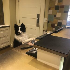 Jason Isaacs Instagram - Not kidding in any way that this is who greeted me at my hotel just now. And I hate cute animal photos. Molly, apparently, for those who need to know. 
#dogsofinstagram