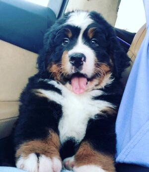 Jason Priestley Instagram - My name is Bruce and I am the newest member of the Priestley family.  Follow me @bruce_the_berner_insta #bernersofinstagram #berner
