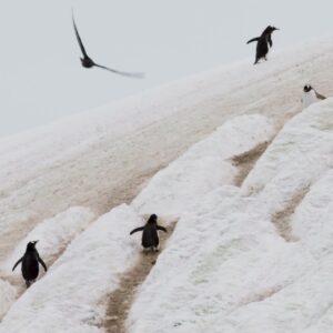 Javier Bardem Instagram - Pingüinos, petreles o delfines de Commerson llaman al océano Antártico su hogar. Su biodiversidad única debería ser razón suficiente para crear en sus aguas la mayor área protegida del planeta. ¿Nos ayudas? Firma en el link en la bio #SantuarioAntártico #ProtectAntarctic
