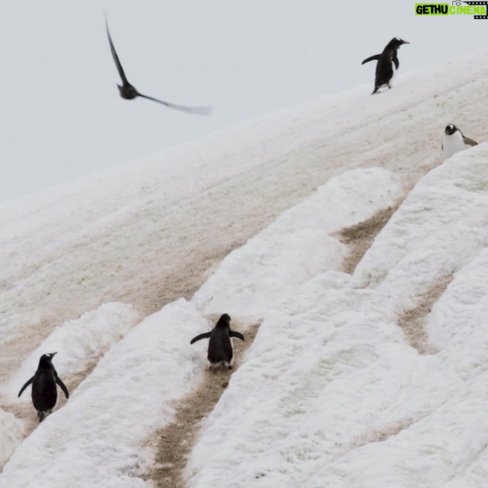 Javier Bardem - 7K Likes - Pingüinos, petreles o delfines de Commerson llaman al océano Antártico su hogar. Su biodiversidad única debería ser razón suficiente para crear en sus aguas la mayor área protegida del planeta. ¿Nos ayudas? Firma en el link en la bio #SantuarioAntártico #ProtectAntarctic