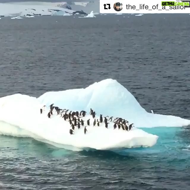 Javier Bardem - 6.3K Likes - Increíble el color azul de este iceberg bajo el agua captado por @the_life_of_a_sailor, ¿verdad? Estas aguas están a -1°C, solo aptas para los pingüinos más fuertes!
・・・
#Repost @the_life_of_a_sailor ・・・
I don’t know how I made it but in this video is easy to see how is an iceberg underwater 👏🏻👏🏻 that blue color underwater is amazing , isn’t it?? 🤩🤩#iceberg #ice #antarctica #antarticexpedition #protectantarctica #sea