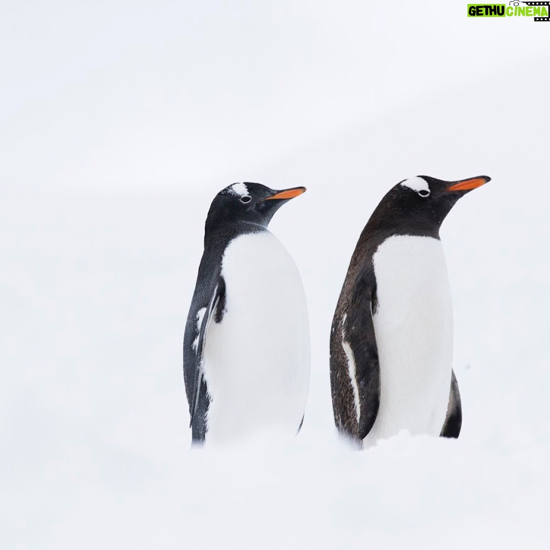 Javier Bardem - 15K Likes - WOW! It's amazing that three months before expected, we achieved the goal of 1.8 million signatures to #ProtectAntarctic. That's exactly the same number of square km @greenpeace wants to protect with the Sanctuary that will be decided in October.
THANK YOU! 🐧🐧
.
.
.
¡1,8 MILLONES! Es increíble que, gracias a todos vosotros, tres meses antes de lo esperado hayamos conseguido llegar al objetivo de 1,8 millones de firmas para proteger el océano Antártico. 1,8 millones de personas unidas, el mismo número de km2 que @greenpeace_esp quiere proteger con el #SantuarioAntártico que se decidirá en octubre.
¡GRACIAS! 🐧🐧