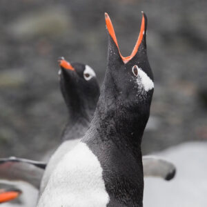 Javier Bardem Instagram - WOW! It's amazing that three months before expected, we achieved the goal of 1.8 million signatures to #ProtectAntarctic. That's exactly the same number of square km @greenpeace wants to protect with the Sanctuary that will be decided in October.
THANK YOU! 🐧🐧
.
.
.
¡1,8 MILLONES! Es increíble que, gracias a todos vosotros, tres meses antes de lo esperado hayamos conseguido llegar al objetivo de 1,8 millones de firmas para proteger el océano Antártico.  1,8 millones de personas unidas, el mismo número de km2 que @greenpeace_esp quiere proteger con el #SantuarioAntártico que se decidirá en octubre.
¡GRACIAS! 🐧🐧
