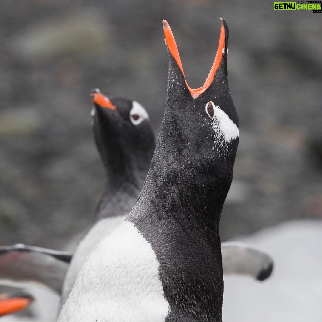 Javier Bardem - 15K Likes - WOW! It's amazing that three months before expected, we achieved the goal of 1.8 million signatures to #ProtectAntarctic. That's exactly the same number of square km @greenpeace wants to protect with the Sanctuary that will be decided in October.
THANK YOU! 🐧🐧
.
.
.
¡1,8 MILLONES! Es increíble que, gracias a todos vosotros, tres meses antes de lo esperado hayamos conseguido llegar al objetivo de 1,8 millones de firmas para proteger el océano Antártico. 1,8 millones de personas unidas, el mismo número de km2 que @greenpeace_esp quiere proteger con el #SantuarioAntártico que se decidirá en octubre.
¡GRACIAS! 🐧🐧