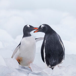 Javier Bardem Instagram - WOW! It's amazing that three months before expected, we achieved the goal of 1.8 million signatures to #ProtectAntarctic. That's exactly the same number of square km @greenpeace wants to protect with the Sanctuary that will be decided in October.
THANK YOU! 🐧🐧
.
.
.
¡1,8 MILLONES! Es increíble que, gracias a todos vosotros, tres meses antes de lo esperado hayamos conseguido llegar al objetivo de 1,8 millones de firmas para proteger el océano Antártico.  1,8 millones de personas unidas, el mismo número de km2 que @greenpeace_esp quiere proteger con el #SantuarioAntártico que se decidirá en octubre.
¡GRACIAS! 🐧🐧