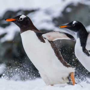Javier Bardem Instagram - WOW! It's amazing that three months before expected, we achieved the goal of 1.8 million signatures to #ProtectAntarctic. That's exactly the same number of square km @greenpeace wants to protect with the Sanctuary that will be decided in October.
THANK YOU! 🐧🐧
.
.
.
¡1,8 MILLONES! Es increíble que, gracias a todos vosotros, tres meses antes de lo esperado hayamos conseguido llegar al objetivo de 1,8 millones de firmas para proteger el océano Antártico.  1,8 millones de personas unidas, el mismo número de km2 que @greenpeace_esp quiere proteger con el #SantuarioAntártico que se decidirá en octubre.
¡GRACIAS! 🐧🐧