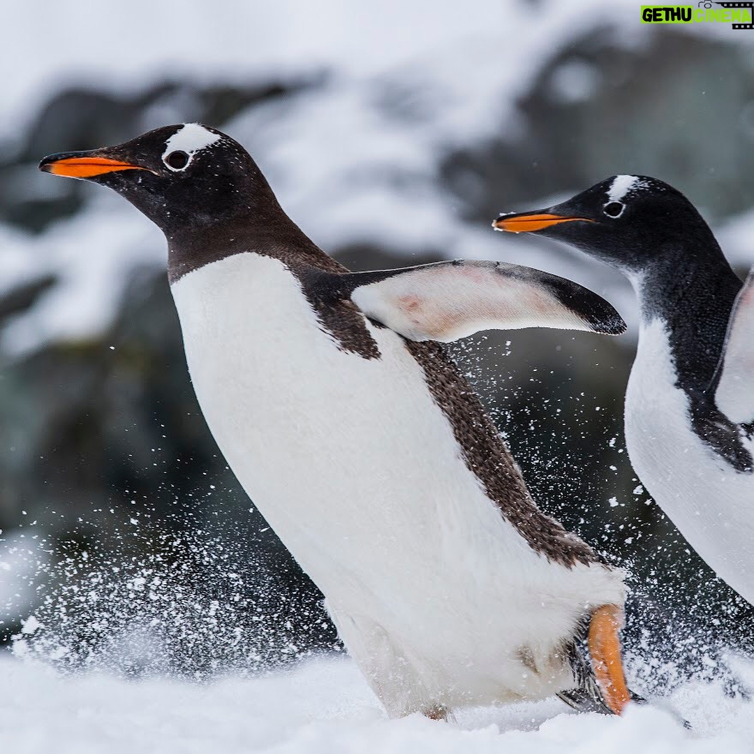 Javier Bardem - 15K Likes - WOW! It's amazing that three months before expected, we achieved the goal of 1.8 million signatures to #ProtectAntarctic. That's exactly the same number of square km @greenpeace wants to protect with the Sanctuary that will be decided in October.
THANK YOU! 🐧🐧
.
.
.
¡1,8 MILLONES! Es increíble que, gracias a todos vosotros, tres meses antes de lo esperado hayamos conseguido llegar al objetivo de 1,8 millones de firmas para proteger el océano Antártico. 1,8 millones de personas unidas, el mismo número de km2 que @greenpeace_esp quiere proteger con el #SantuarioAntártico que se decidirá en octubre.
¡GRACIAS! 🐧🐧