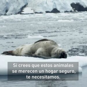 Javier Bardem Instagram - (SWIPE LEFT FOR FULL VIDEO) ➡️
.
We’ve got three months to #ProtectAntarctic. If you think seals, whales and penguins should have a safe place to call home, sign the petition for an Antarctic Ocean Sanctuary. Link in the bio
.
(DESLIZA PARA VER EL VÍDEO COMPLETO) ➡️
.
Tenemos tres meses para proteger el océano Antártico. Si crees que las focas, las ballenas y los pingüinos debería tener un lugar seguro al que llamar hogar, firma la petición por un #SantuarioAntártico en el link en la bio.