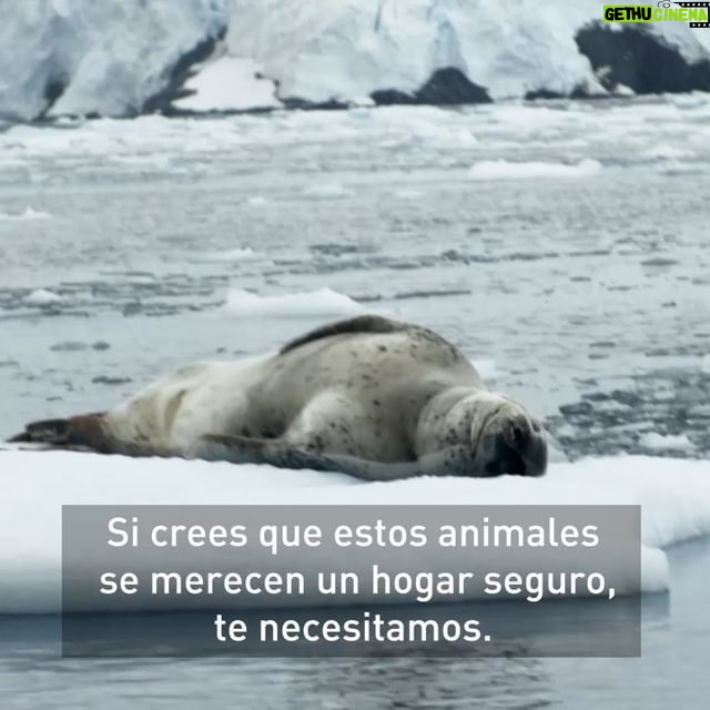 Javier Bardem - 50.9K Likes - (SWIPE LEFT FOR FULL VIDEO) ➡️
.
We’ve got three months to #ProtectAntarctic. If you think seals, whales and penguins should have a safe place to call home, sign the petition for an Antarctic Ocean Sanctuary. Link in the bio
.
(DESLIZA PARA VER EL VÍDEO COMPLETO) ➡️
.
Tenemos tres meses para proteger el océano Antártico. Si crees que las focas, las ballenas y los pingüinos debería tener un lugar seguro al que llamar hogar, firma la petición por un #SantuarioAntártico en el link en la bio.