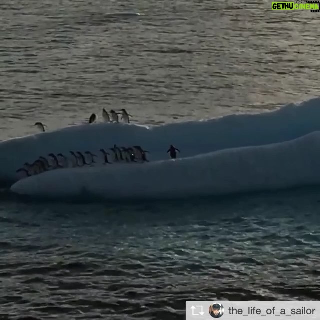Javier Bardem - 5.9K Likes - Repost/ @the_life_of_a_sailor Good morning from Antarctica. Penguins ready for breakfast 🤩🤩🐧🐧 www.protecttheantarctic.org
#SantuarioAntártico #ProtectAntarctic
.
Buenos días desde la Antártida. Los pingüinos ya están preparados para el desayuno 🐧🖤