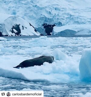 Javier Bardem Instagram - Ya puedes ver SANTUARIO en streaming y disfrutar de un viaje increíble por la Belleza Antártica: las más bellas catedrales son las que alza la naturaleza. El elogio de la forma, de lo gótico o Bauhaus a la última vanguardia. Sobrecoge verla. Algunos explicaremos esta belleza desde la ciencia, otros verán en ella la mano de un Creador. Da igual. Lo importante es que todos lleguemos a la misma conclusión: hay que proteger y legar esta belleza.
Únete y firma en:
protecttheantarctic.org
Santuario está disponible en @primevideoes @enfilmin @vodafonetves @rakutentv_es @huawei y próximamente estará en @cerogram
.
Beauty Antarctica: the most beautiful cathedrals are those that build nature. The praise of the form, of the Gothic or Bauhaus to the last vanguard. It is overwhelming to see it. Some will explain this beauty from science, others will see in it the hand of a Creator. Does not matter. The important thing is that we all reach the same conclusion: we must protect and bequeath this beauty.
Join and sign in:
protecttheantarctic.org
.
#repost @carlosbardemoficial
.
#protectantarctic #santuarioantartico #nohayplanb #nohayplanetab #icebreaker #sailing #artic #antarctica #iceberg #catherdral #art #arquitectura #architecturelovers #greenpeace #javierbardem #instagram #picoftheday #savetheplanet #santuario #sanctuary
