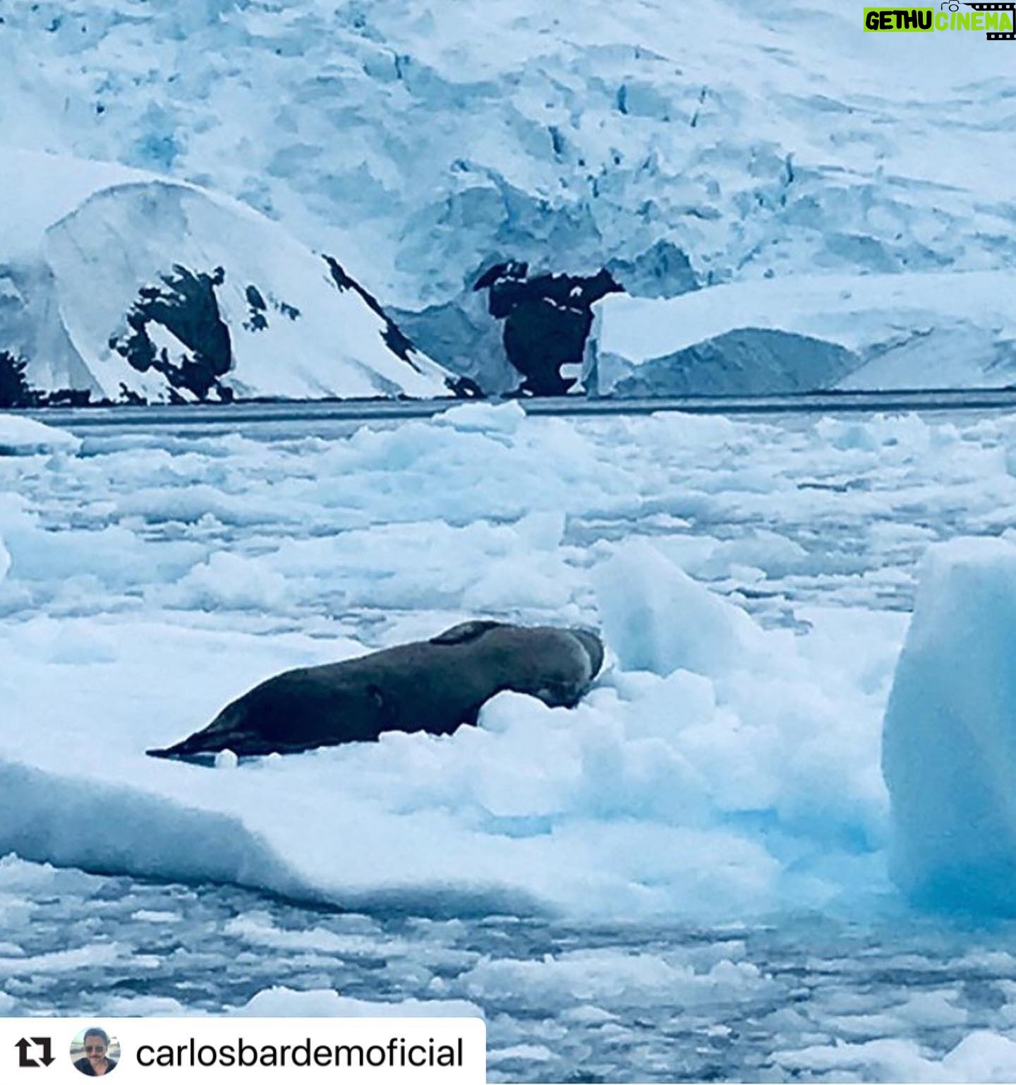 Javier Bardem - 13.5K Likes - Ya puedes ver SANTUARIO en streaming y disfrutar de un viaje increíble por la Belleza Antártica: las más bellas catedrales son las que alza la naturaleza. El elogio de la forma, de lo gótico o Bauhaus a la última vanguardia. Sobrecoge verla. Algunos explicaremos esta belleza desde la ciencia, otros verán en ella la mano de un Creador. Da igual. Lo importante es que todos lleguemos a la misma conclusión: hay que proteger y legar esta belleza.
Únete y firma en:
protecttheantarctic.org
Santuario está disponible en @primevideoes @enfilmin @vodafonetves @rakutentv_es @huawei y próximamente estará en @cerogram
.
Beauty Antarctica: the most beautiful cathedrals are those that build nature. The praise of the form, of the Gothic or Bauhaus to the last vanguard. It is overwhelming to see it. Some will explain this beauty from science, others will see in it the hand of a Creator. Does not matter. The important thing is that we all reach the same conclusion: we must protect and bequeath this beauty.
Join and sign in:
protecttheantarctic.org
.
#repost @carlosbardemoficial
.
#protectantarctic #santuarioantartico #nohayplanb #nohayplanetab #icebreaker #sailing #artic #antarctica #iceberg #catherdral #art #arquitectura #architecturelovers #greenpeace #javierbardem #instagram #picoftheday #savetheplanet #santuario #sanctuary