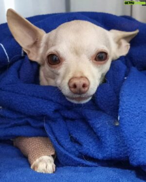 Javier Delguidice Instagram - Mi enana hermosa recién despertada de una intervención quirurgica para esterilizarla. Es  un procedimiento que debemos llevar a cabo quienes tenemos mascotas hembras si no las vamos a cruzar y queremos que estén cuidadas y super bien,  evitando que a futuro puedan tener por falta de esterilización,  tumores en las mámas, en el útero y en el sistema reproductivo. Algo que suele pasar con frecuencia cuando no se esterilizan a tiempo y que empeora su calidad de vida.
 Luna hoy tiene 7 años y medio,  por eso decidimos que ya no podiamos  seguir posponiendo el realizar la intervención,  algo que gracias a Dios,  después de estar temblorosos como papás primerizos,  muertos del susto salió todo bien. A  la hora y cuarto  nos llamaron y nos dijeron que había salido súper bien de la operación, lo cual nos Volvió el alma al cuerpo. 
En una hora y media debemos estar recogiendo a la enana llevándola a la casa y cuidándola con el amor de siempre , así que tenemos Luna para rato Dios mediente. 

Abrazos