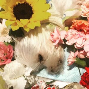Jaycee Chan Instagram - 一路好走... RIP... Momo i’ll miss your gallops ...
