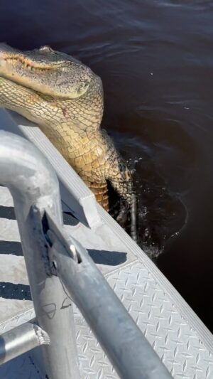 Jean-Luc Reichmann Instagram - 😱🐊 GROSSE FRAYEUR pour NATHALIE en panique dans les Bayous, quand tout à coup à la fin de la vidéo…‼️ 🔥🐊… 
« Rassure-moi, ça peut pas tomber en panne ça ⁉️» 😂😂 À la découverte des BAYOUS 🤠🇺🇸🙋🏻‍♂️🛥️ 🐊
🇺🇸🙋🏻‍♂️ Ride or Die Music TOUR 2024 🔥 🎸☠️ 🎶 Chicago-> Miami 🏍️🤘
JL N=❤️⚡️🤐
À tout de suite peut-être et bonne journée à tous ‼️👍

 #nashville #roadtrip #bayou #indian #moto #aventure #rocknroll #countrymusic #liberté #vacances #amour #tenessee #louisiana #neworleans #america 

This is America 🇺🇸