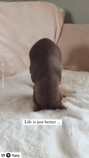 Jean-Michel Tinivelli Instagram - … c est ptete plus rigolo dans ce sens là tout compte fait …allez namaste et bon week-end à tous #respiration#gainage#gym#samedi#bonnejournee#upsidedown#life#pet#dog#cane#pero#toutou#youki#funny#funnyanimals#yoga#yogi#namaste#love#bisous#❤️❤️❤️#force#courage#salute#pace#karai#☘️#tinivelli#actor