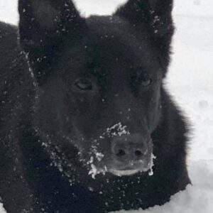 Jean-Pierre Pernaut Instagram - Androchien