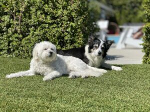 Jeff Garlin Instagram - My best friends. Sage and Koda and @saritracht ❤️