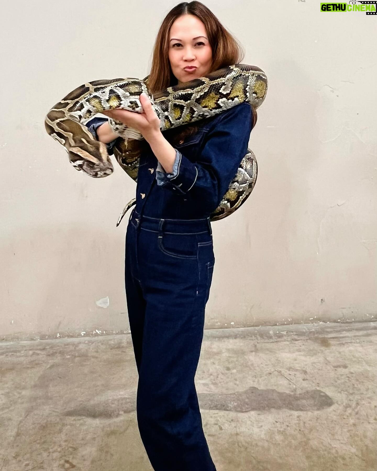 Jennie Kwan - 761 Likes - My first time wearing Chanel!!
I used to be afraid of going near snakes let alone touching them. But letting one rest on me?!? NOPE! But thanks to Chanel I have a whole new appreciation for these smooth beauties.
@anime.fuse
.
.
.
#animefuse #comiccon #animecon #snake #snakesofinstagram #faceyourfear