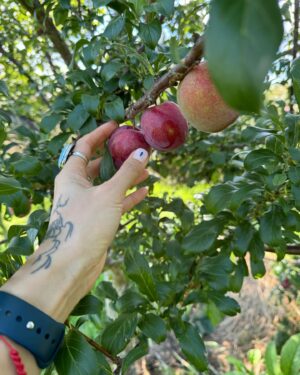 Jennifer Cheon Instagram - 🧙🏽‍♀️ of a little orchard.
La luna nos dio la bienvenida a casa.
No filter. Just NZ x Siri, how do you make jam?