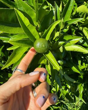 Jennifer Cheon Instagram - 🧙🏽‍♀️ of a little orchard.
La luna nos dio la bienvenida a casa.
No filter. Just NZ x Siri, how do you make jam?